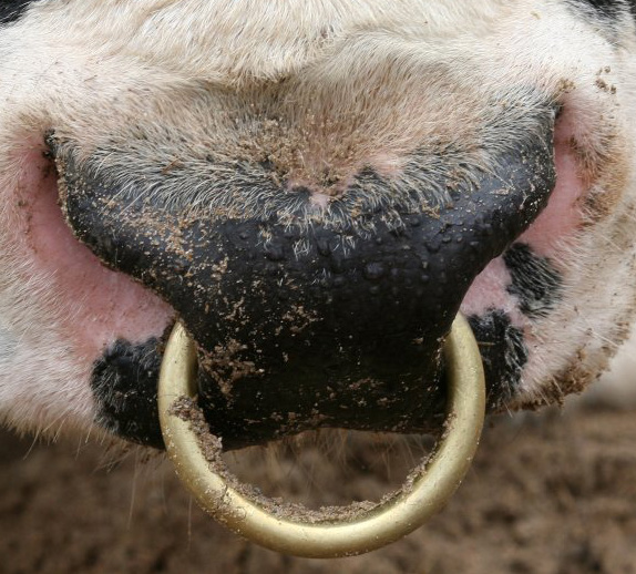 Bull Calf &amp; Cow Restraining Nose Ring (Cooper) Medium 65mm
